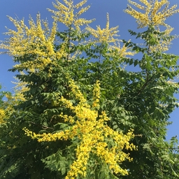 Güvey Kandili