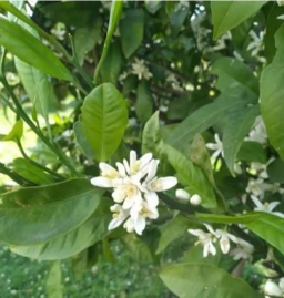 Mandalina