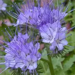 Faselya (Arı Otu)