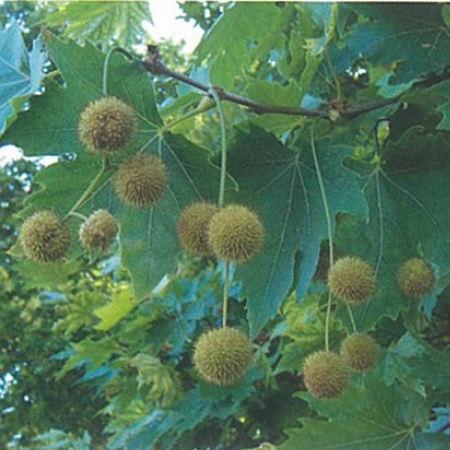 Çınar