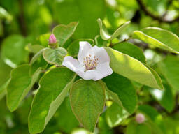 Ayva